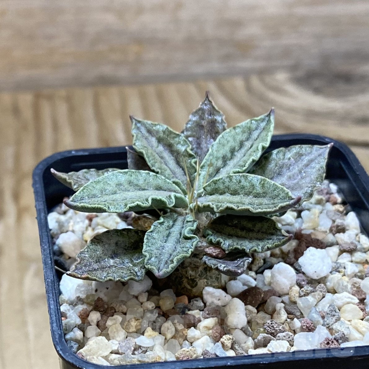 SH9961 Euphorbia tulearensis - immagine 2