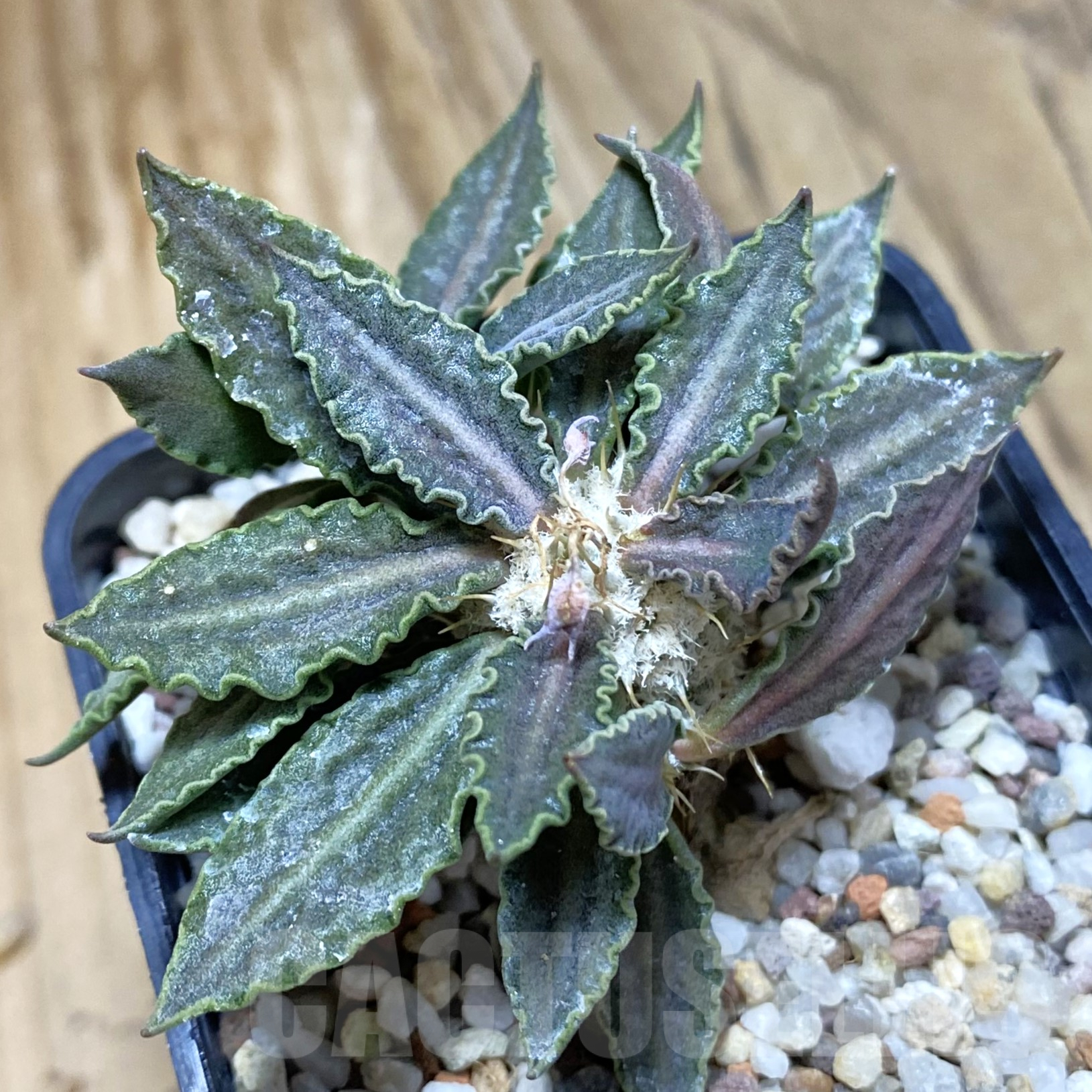 SH9962 Euphorbia tulearensis