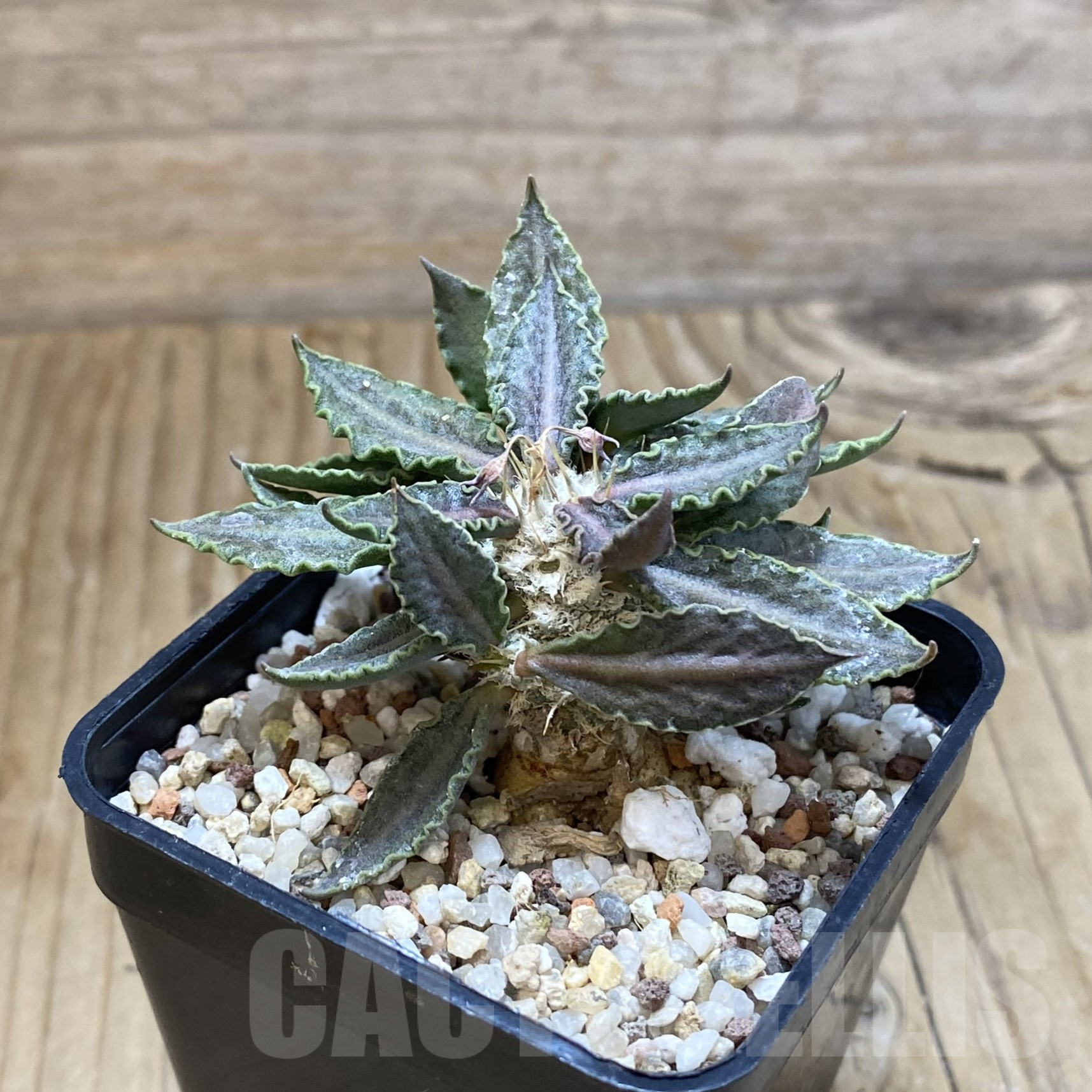 SH9962 Euphorbia tulearensis - immagine 2