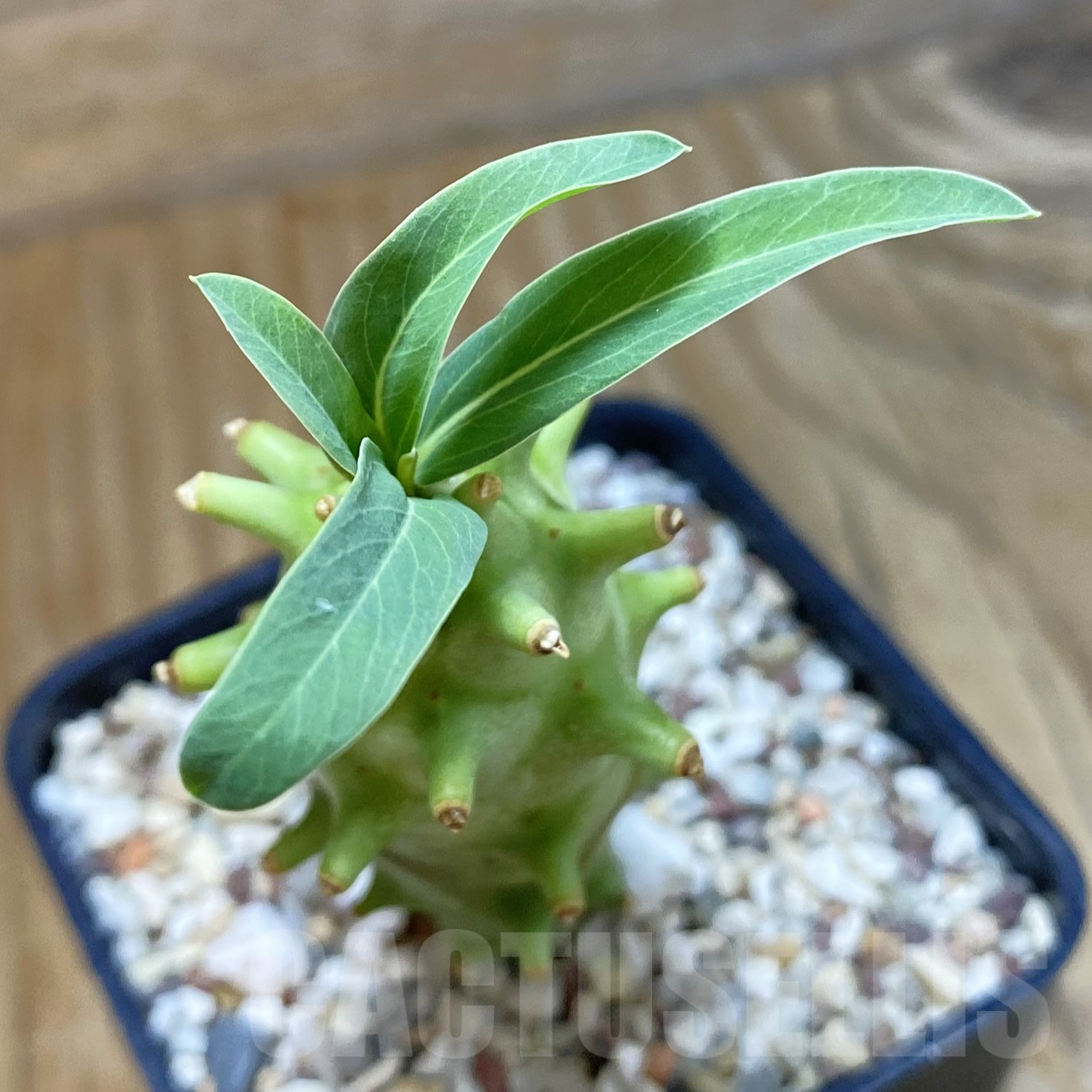 SH9965 Euphorbia longituberculosa