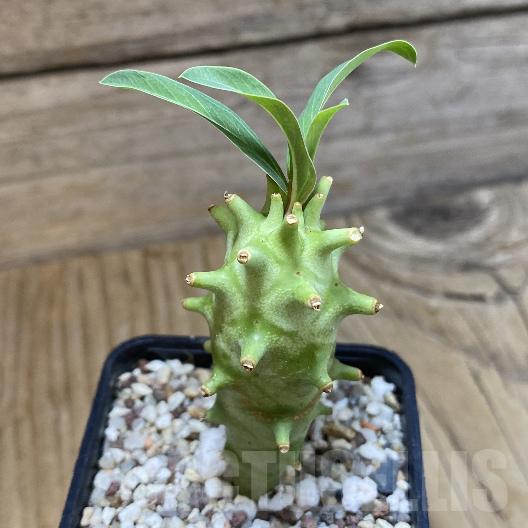 SH9965 Euphorbia longituberculosa - 画像 (2)