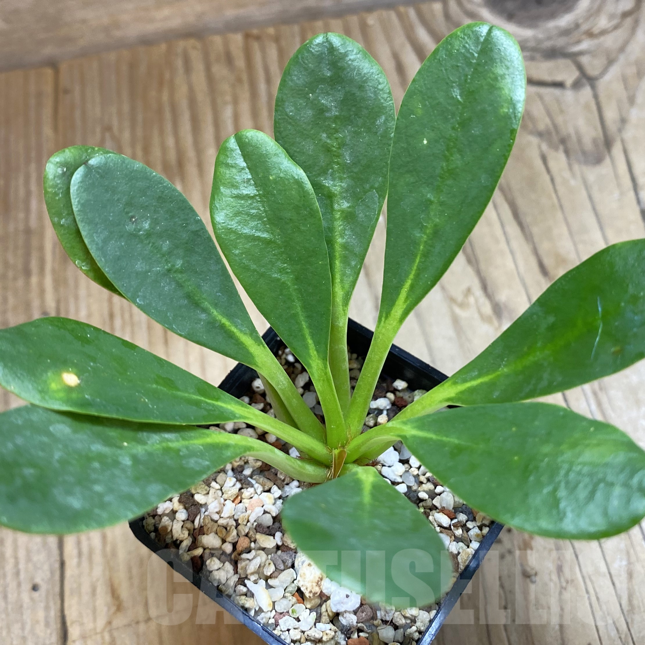 SH9968 Euphorbia ramena