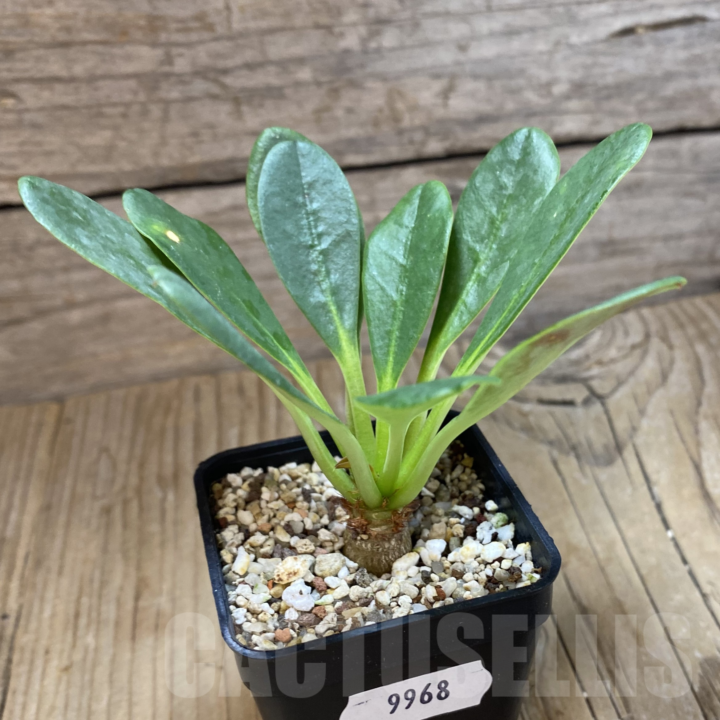 SH9968 Euphorbia ramena - Obrázek 2