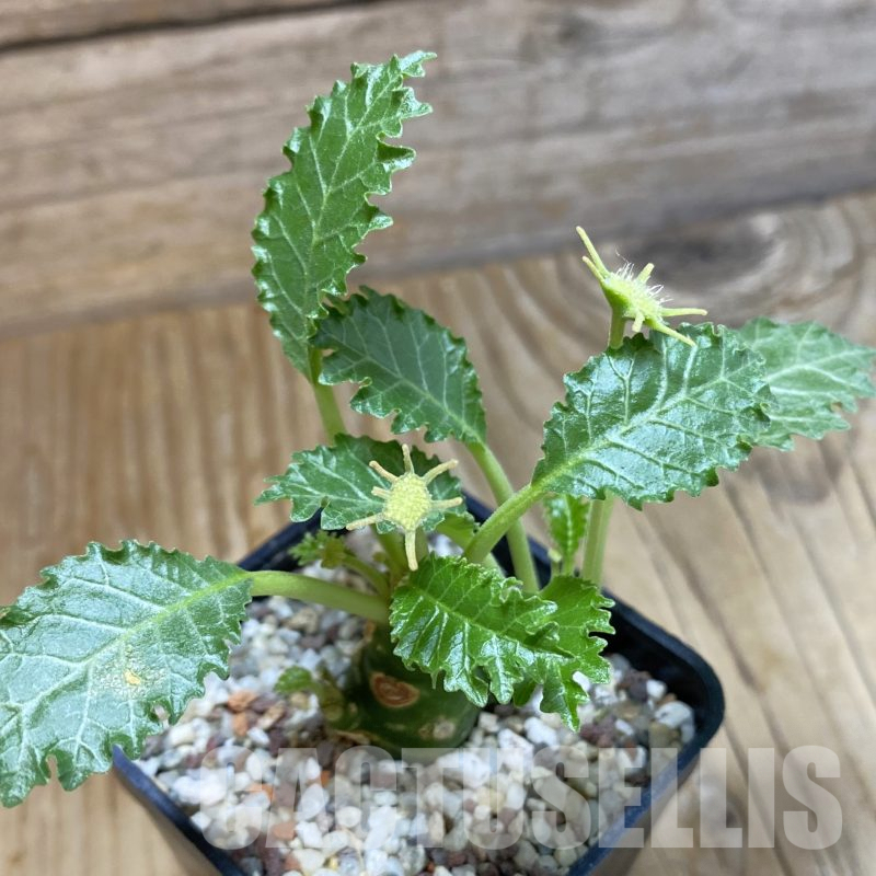 SH9969 Dorstenia horwoodii hybrid