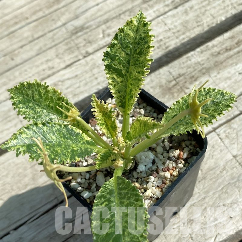 SH9972 Dorstenia hybrid f. variegata