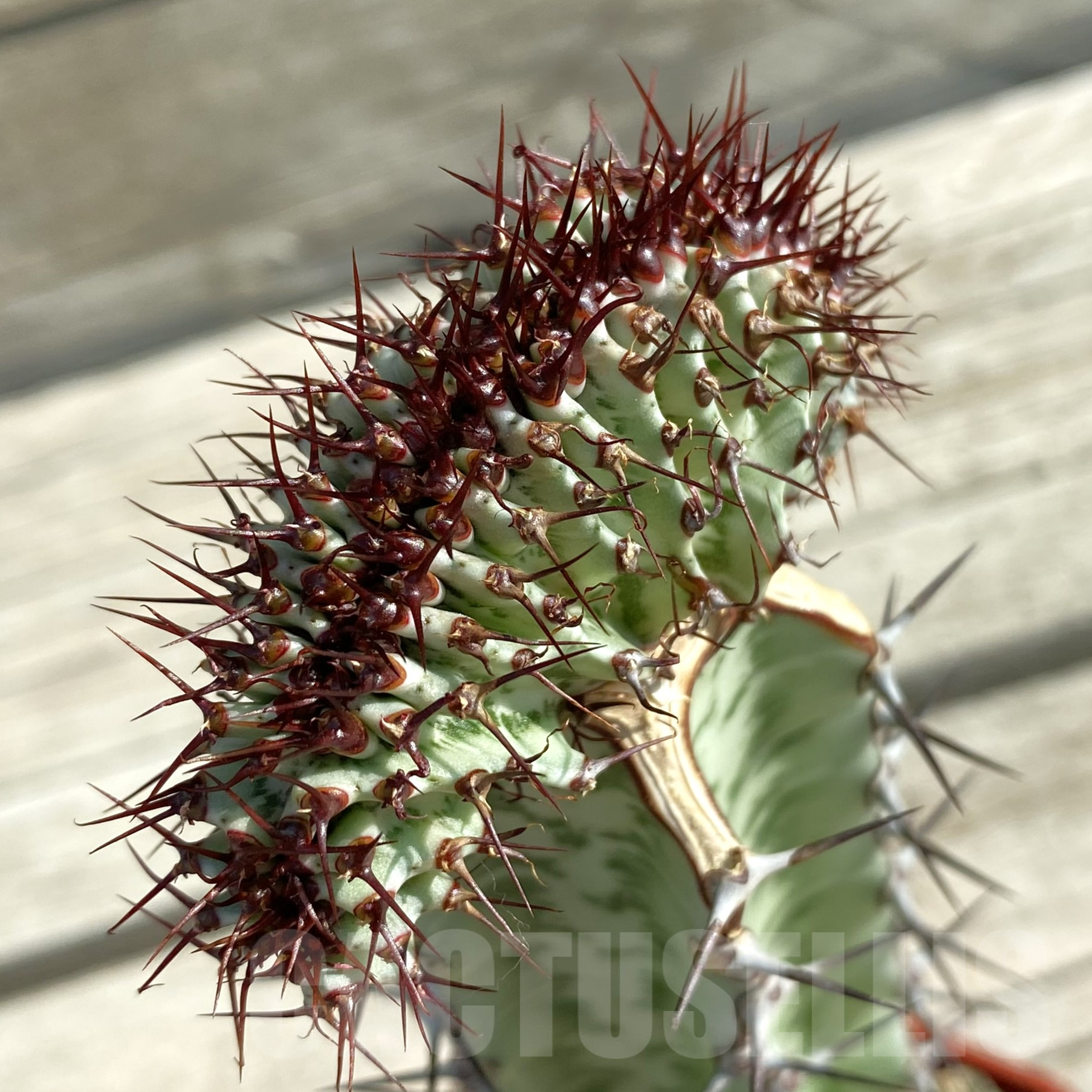 SH9978 Euphorbia confinalis f. cristata, grafted - immagine 2