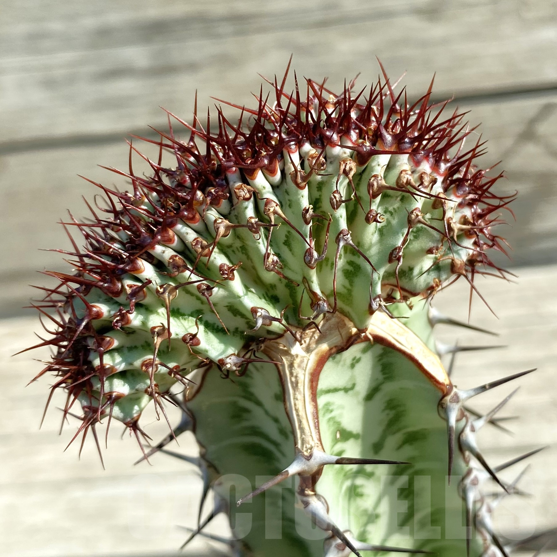 SH9978 Euphorbia confinalis f. cristata, grafted