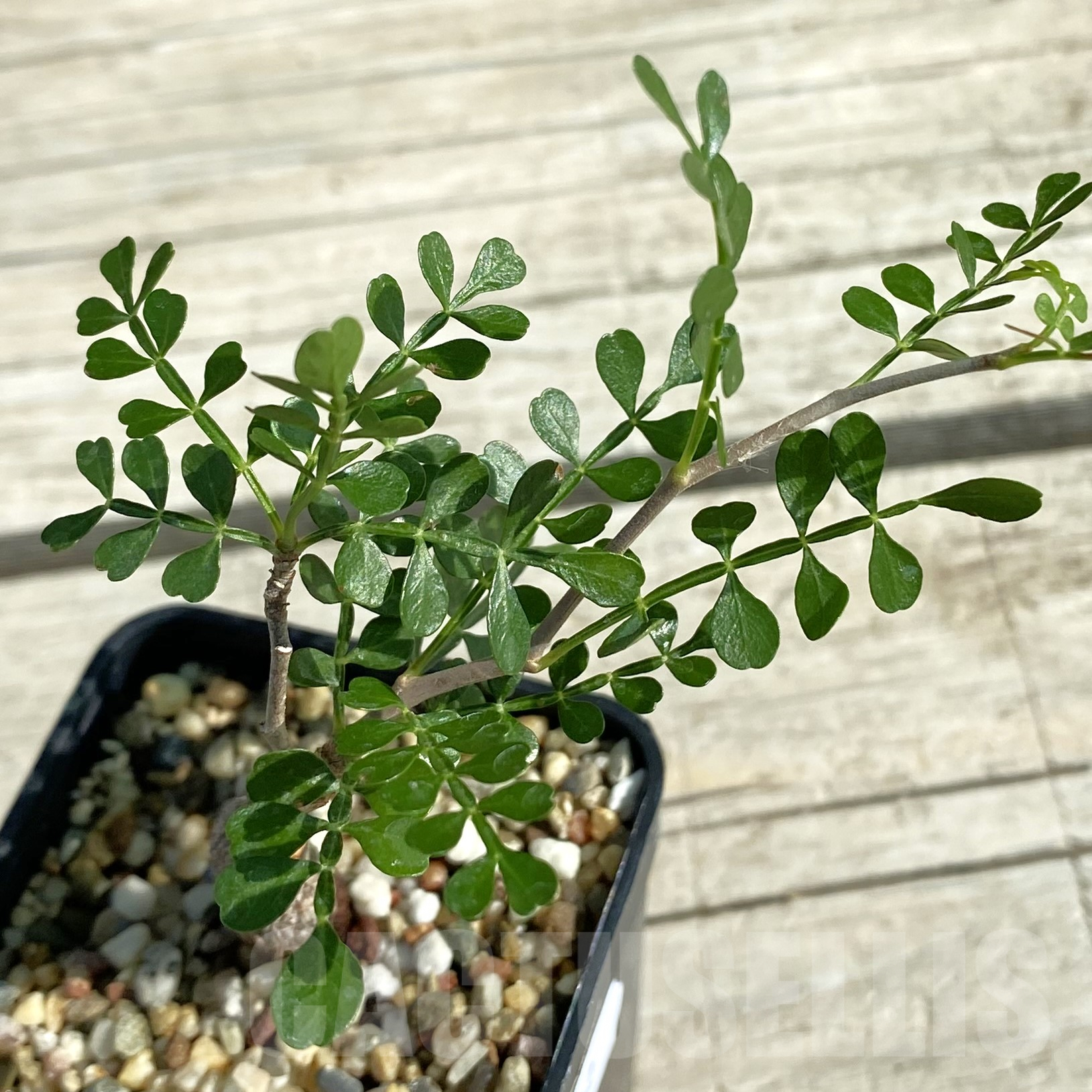 SH9982 Operculicarya decaryi