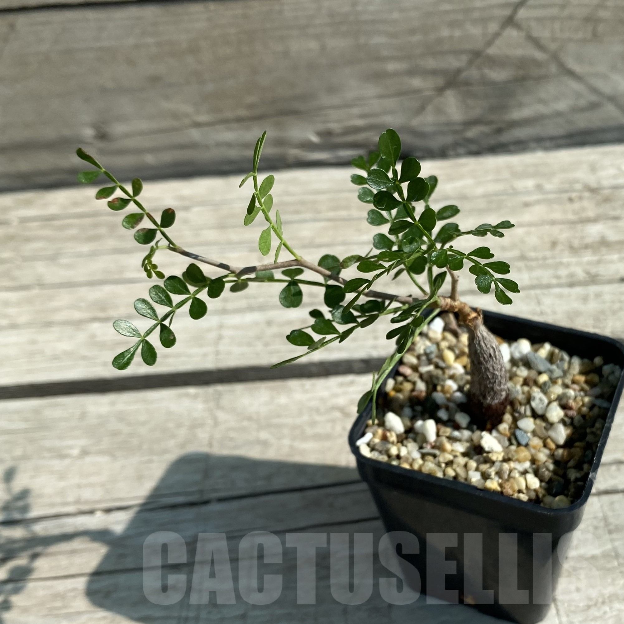 SH9982 Operculicarya decaryi - Image 2