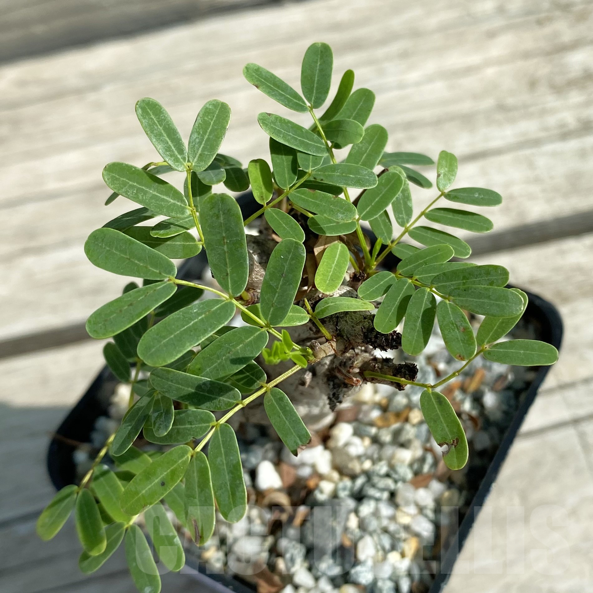 SH9983 Senna meridionalis, seedling
