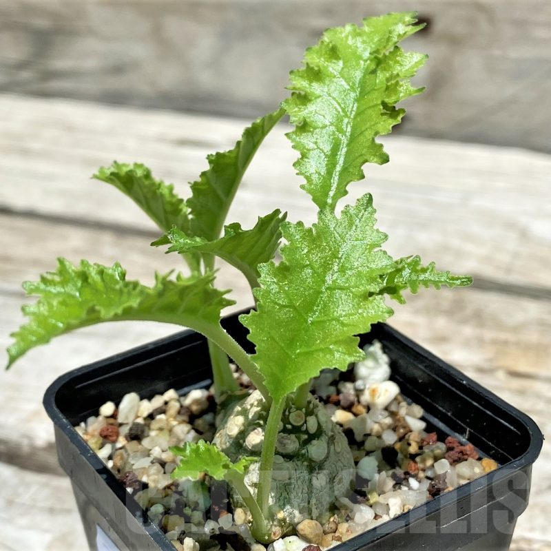 SH10264 Dorstenia horwoodii hybrid