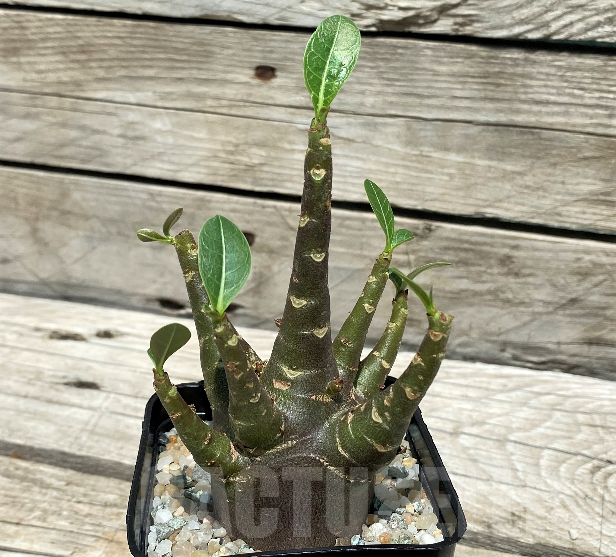SH10270 Adenium arabicum 'Black Body'