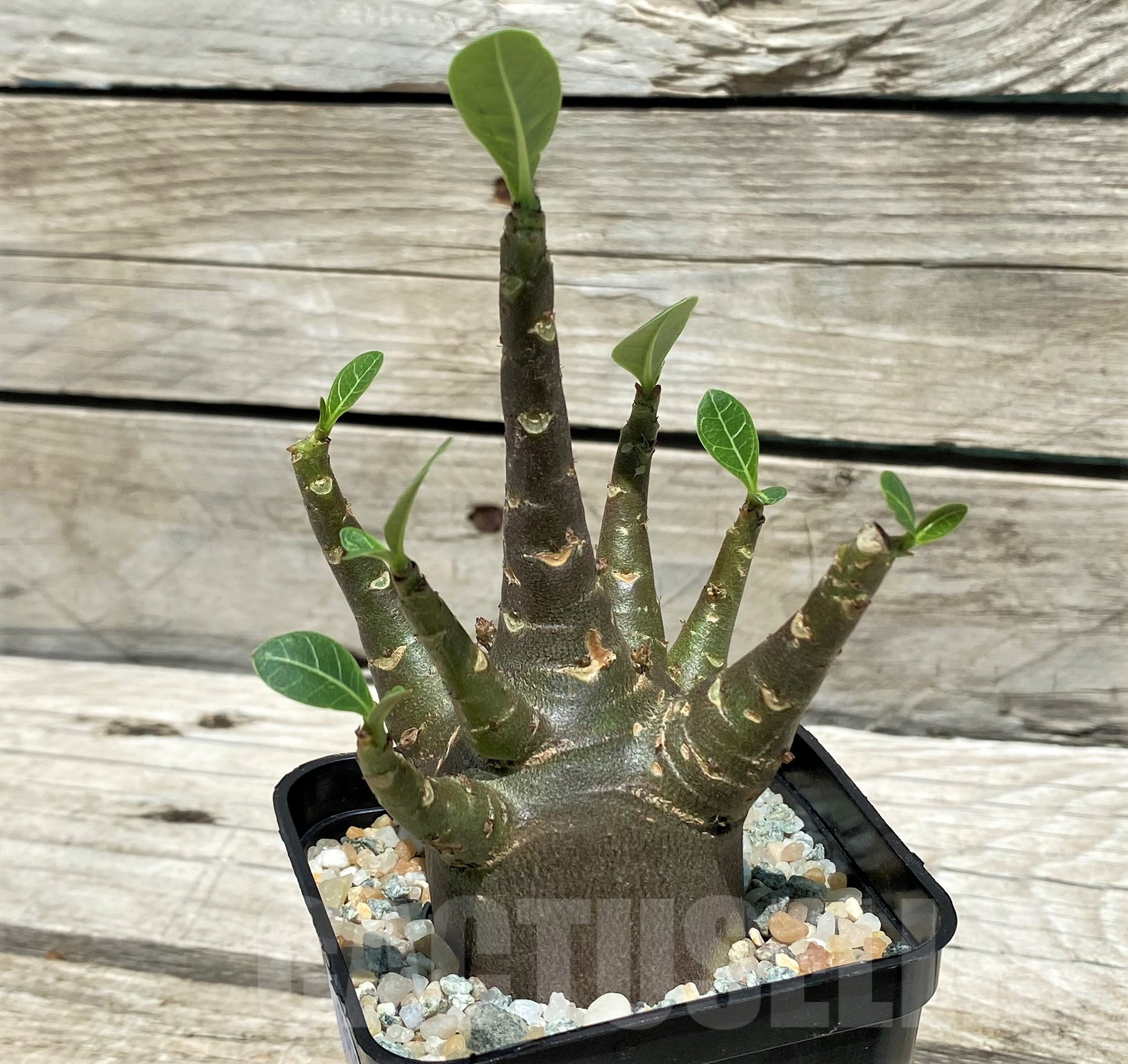 SH10270 Adenium arabicum 'Black Body' - Obrázek 2
