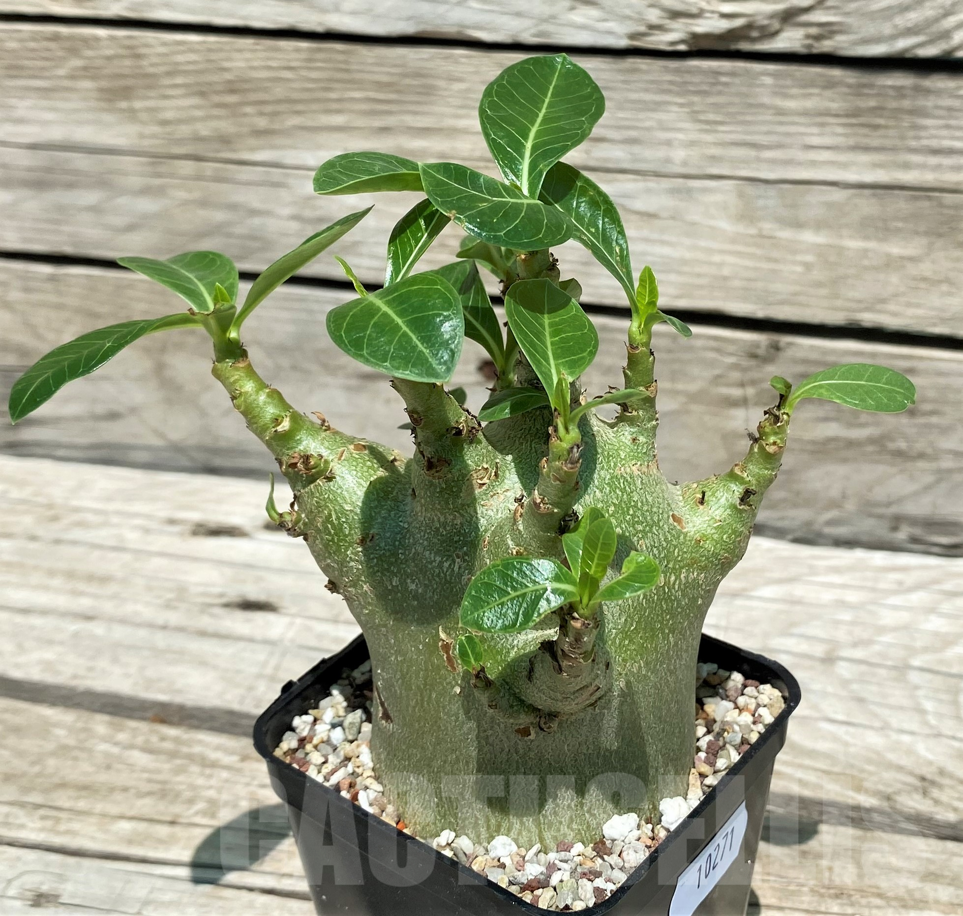 SH10271 Adenium arabicum 'Green Body'