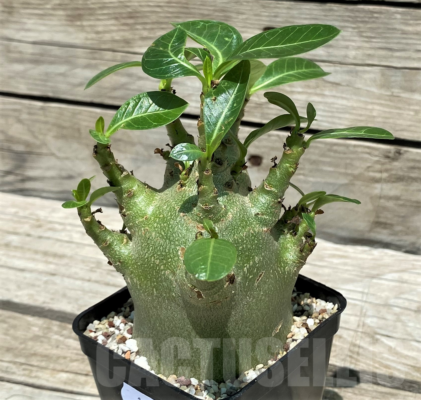 SH10271 Adenium arabicum 'Green Body' - immagine 2