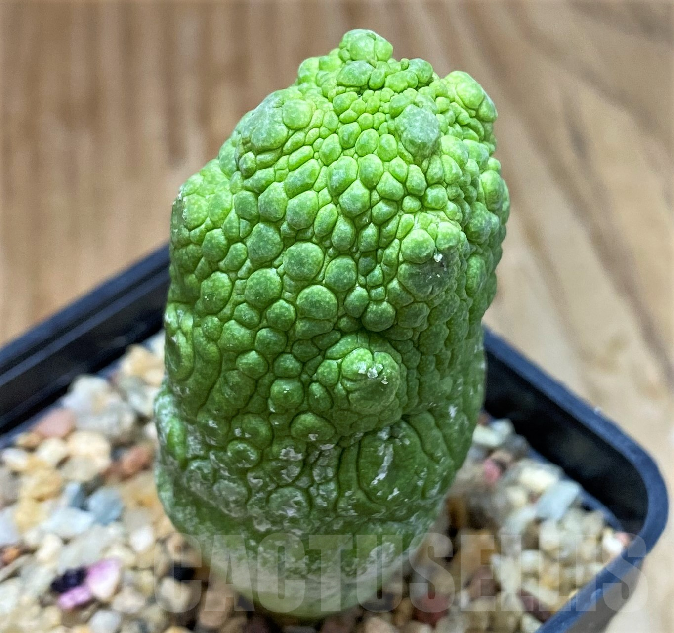 SH10272 Pseudolithos migiurtinus