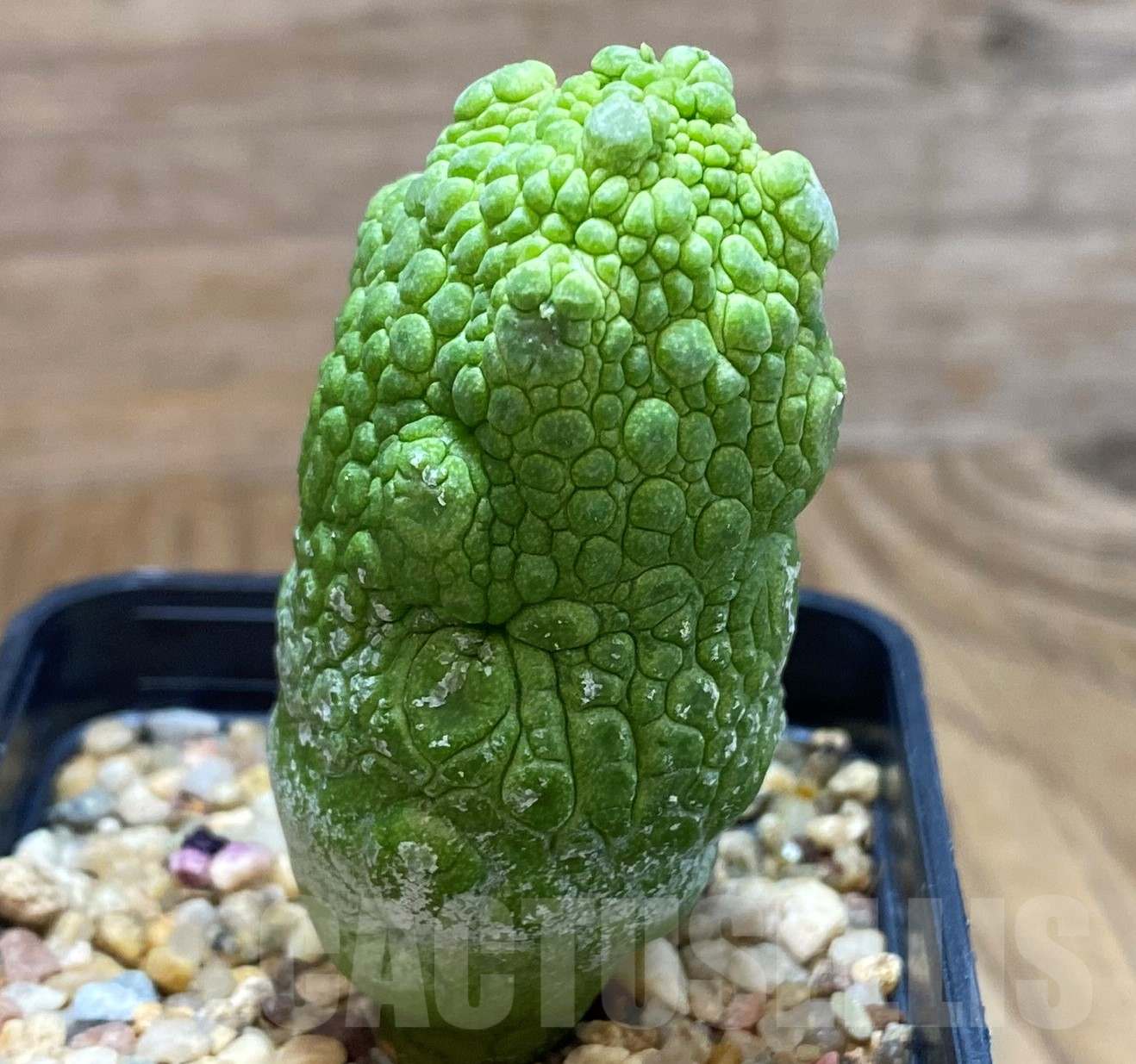 SH10272 Pseudolithos migiurtinus - Image 2