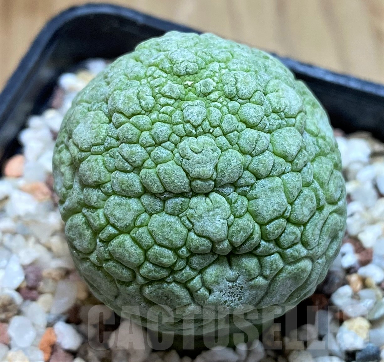 SH10273 Pseudolithos migiurtinus
