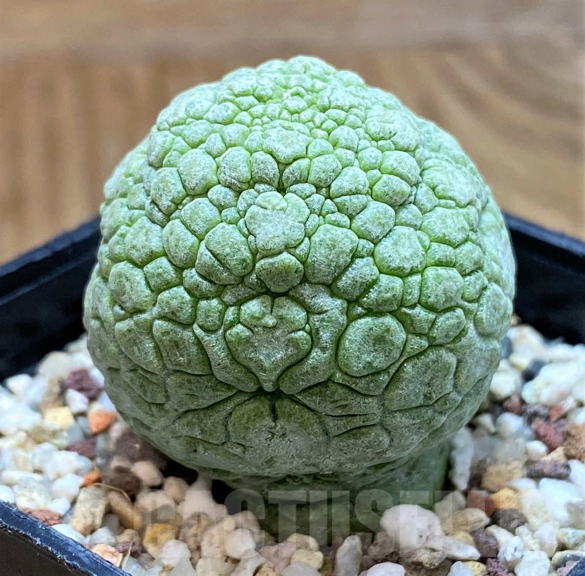 SH10273 Pseudolithos migiurtinus - Image 2