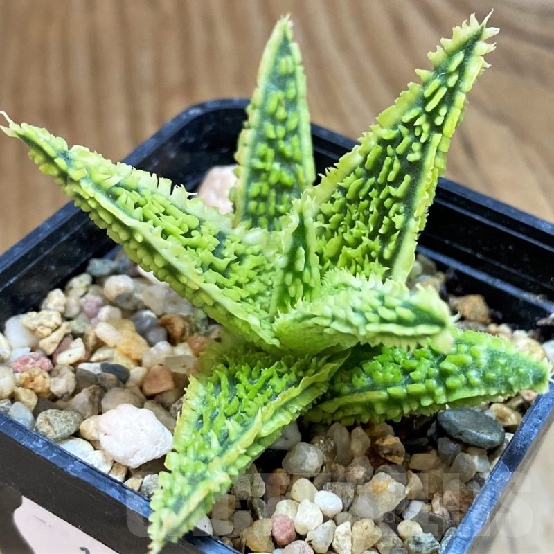 SH10274 Aloe TCT hybrid