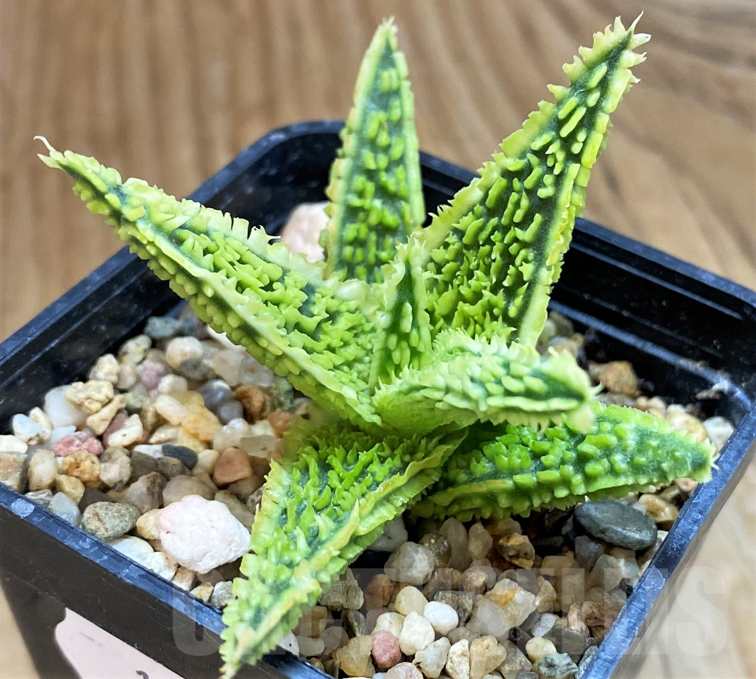SH10274 Aloe TCT hybrid
