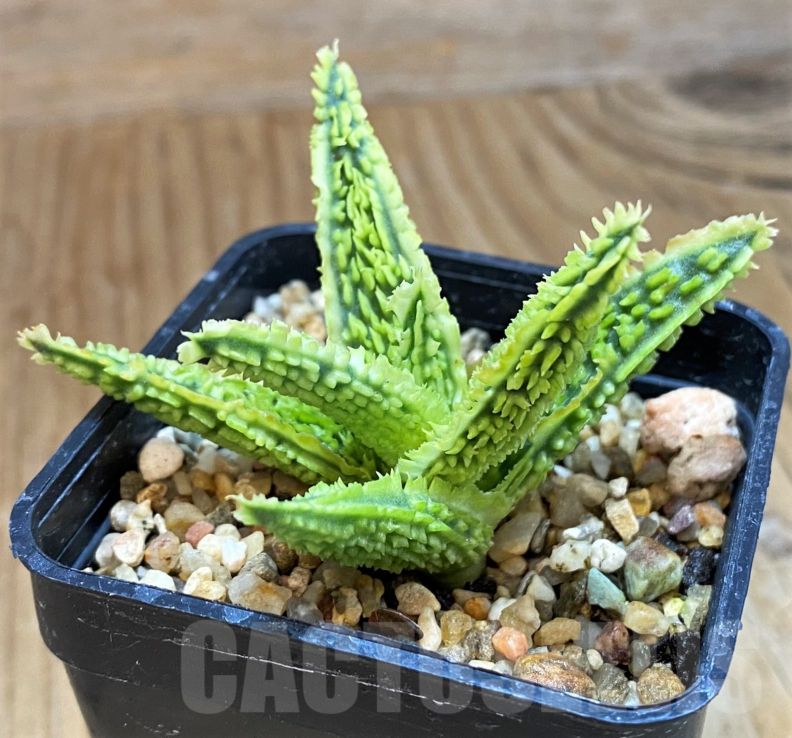 SH10274 Aloe TCT hybrid - Image 2