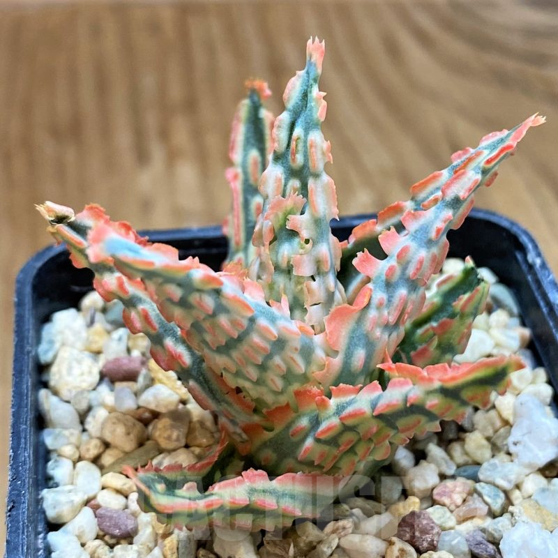 SH10275 Aloe TCT hybrid