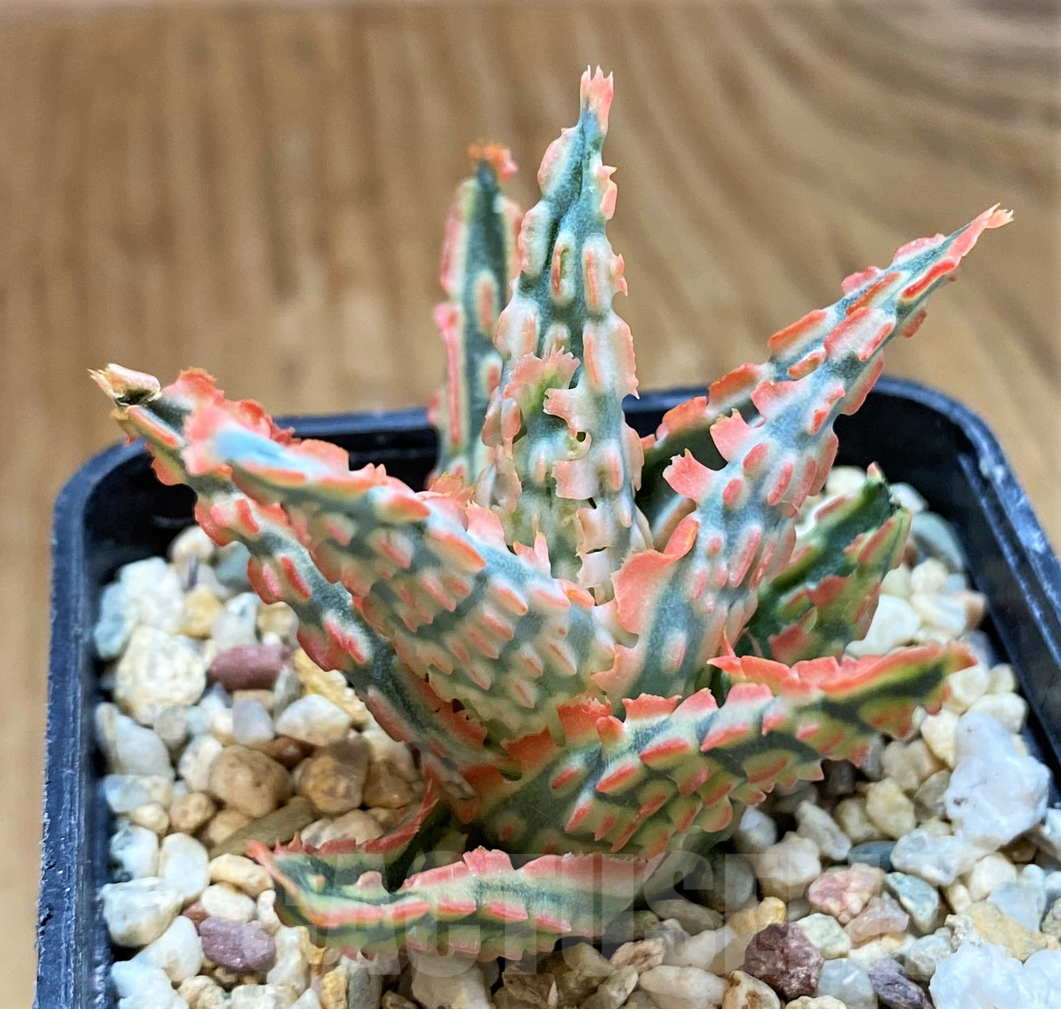 SH10275 Aloe TCT hybrid