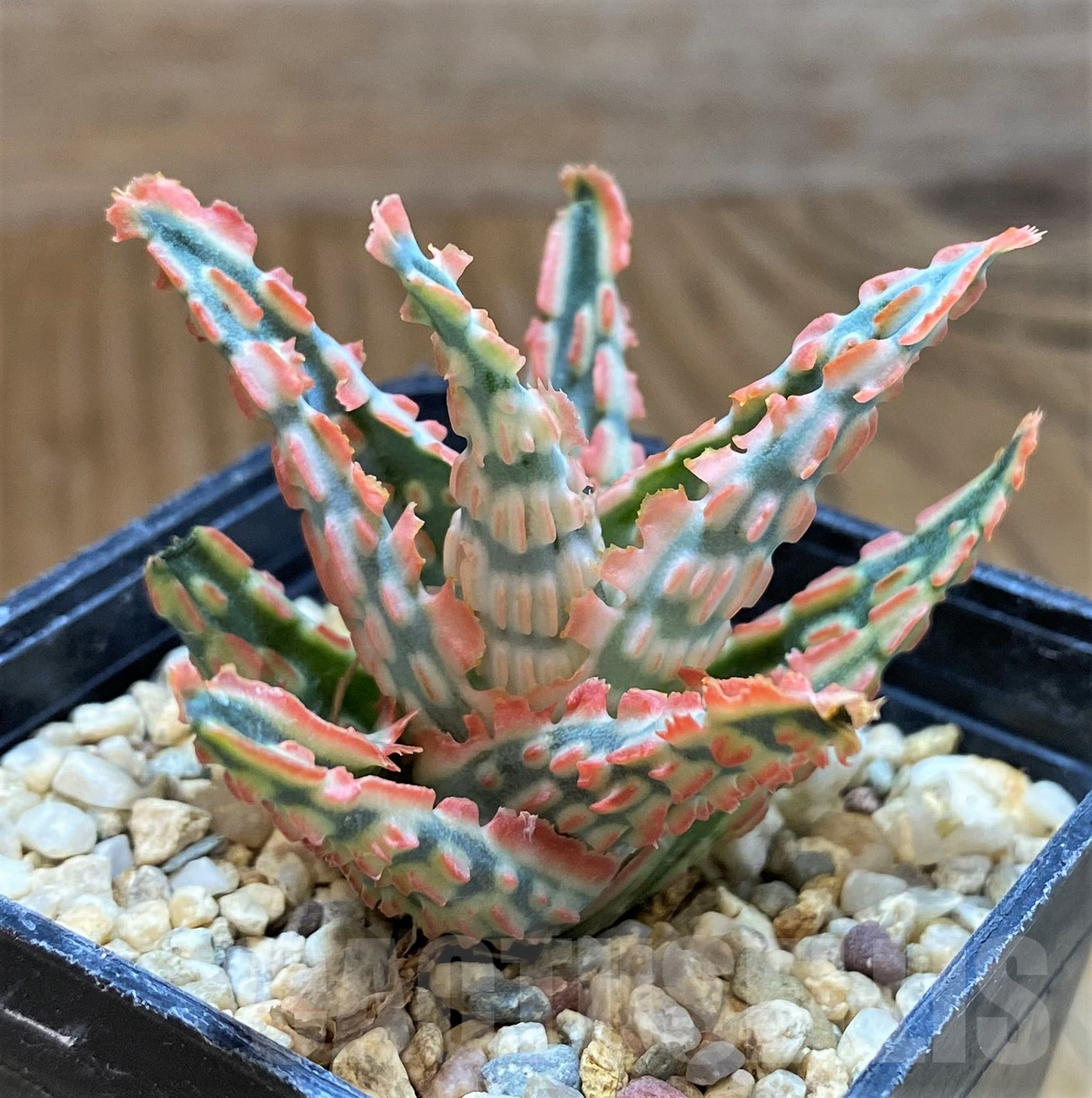 SH10275 Aloe TCT hybrid - 画像 (2)