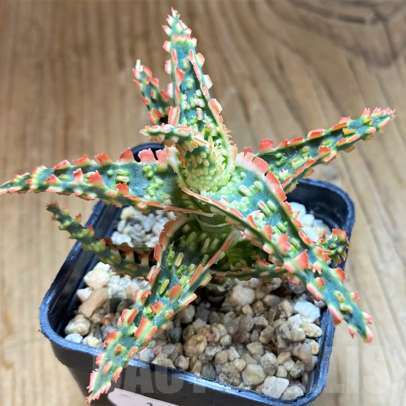 SH10276 Aloe TCT hybrid