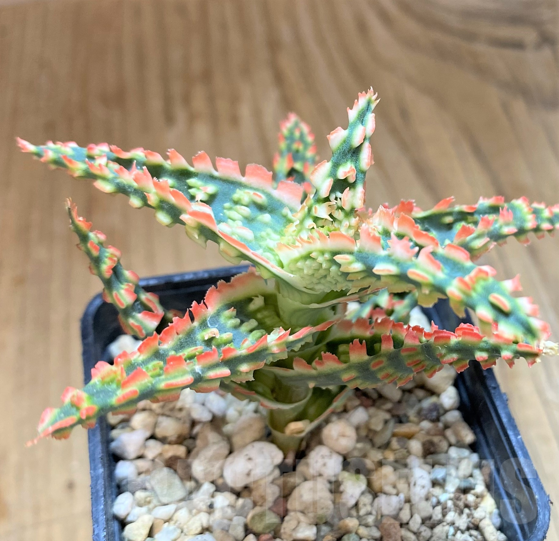 SH10276 Aloe TCT hybrid - Image 2