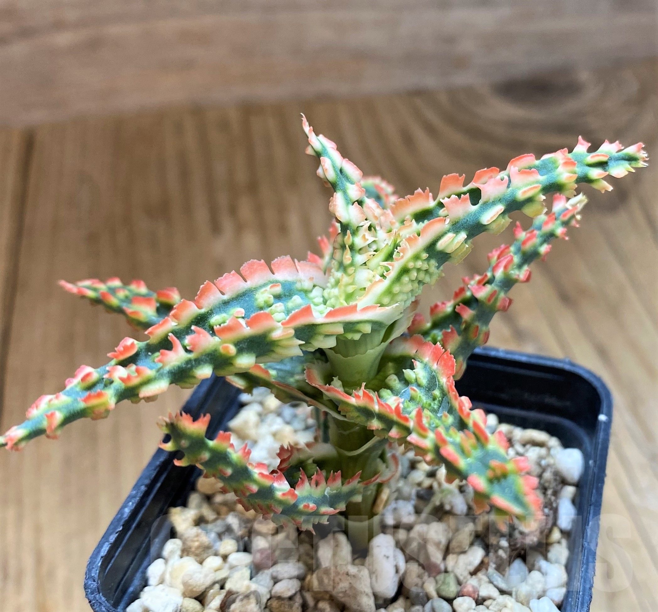 SH10276 Aloe TCT hybrid - Image 3