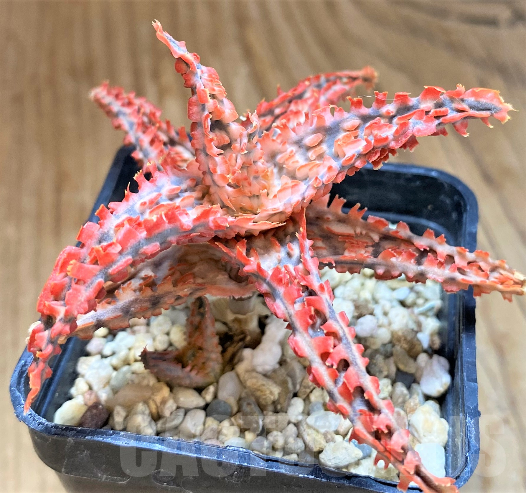 SH10277 Aloe TCT hybrid - Image 2