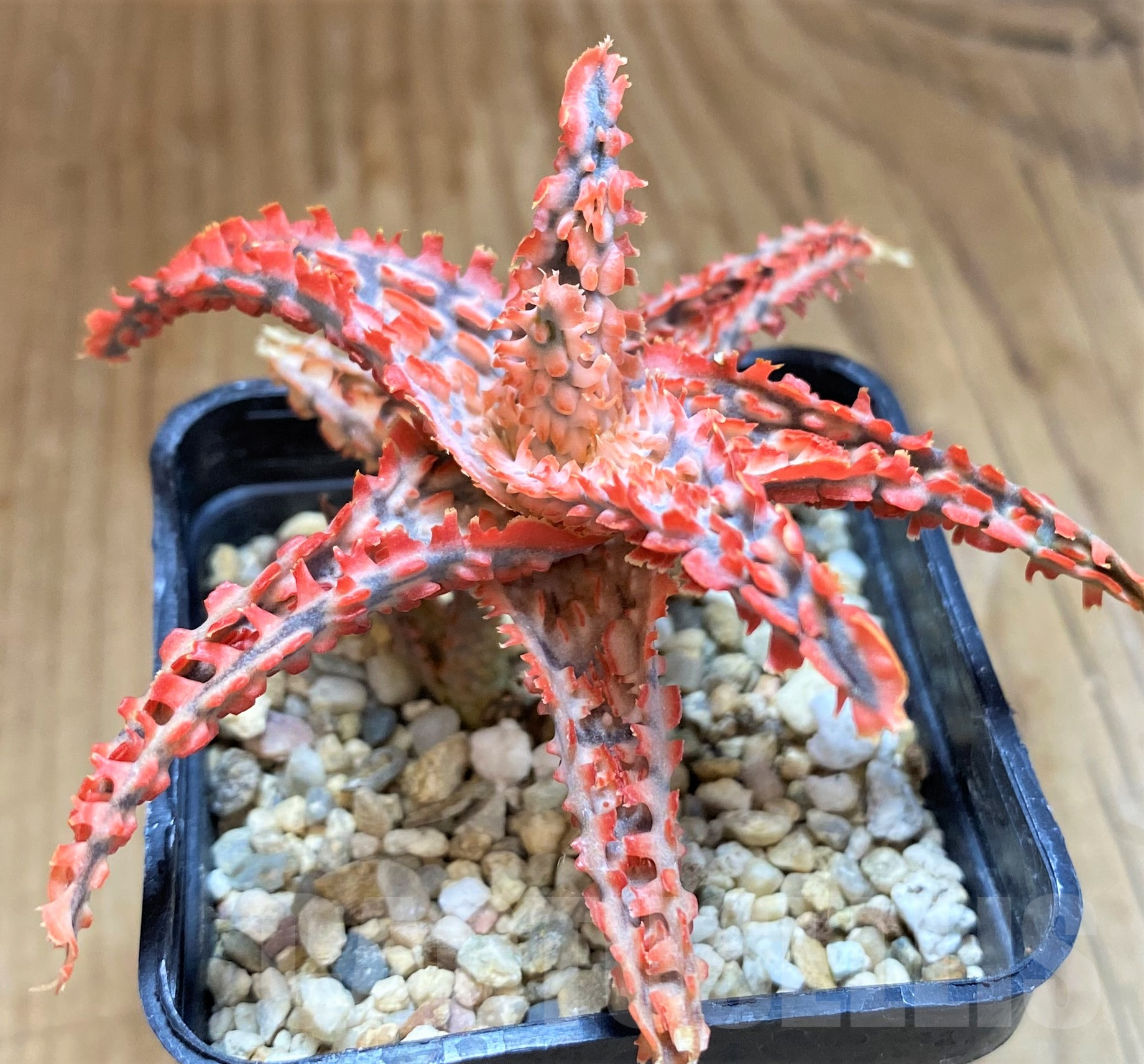 SH10277 Aloe TCT hybrid