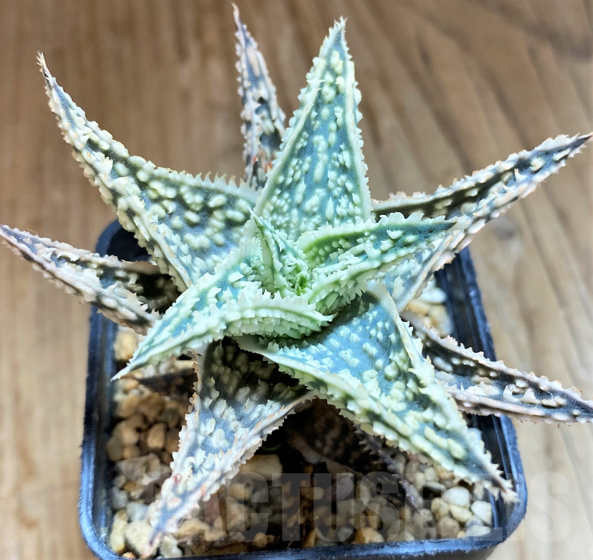 SH10278 Aloe TCT hybrid - Image 2