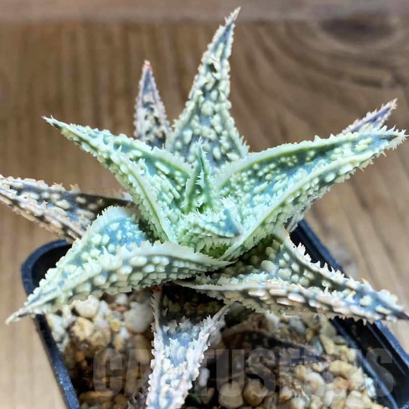 SH10278 Aloe TCT hybrid
