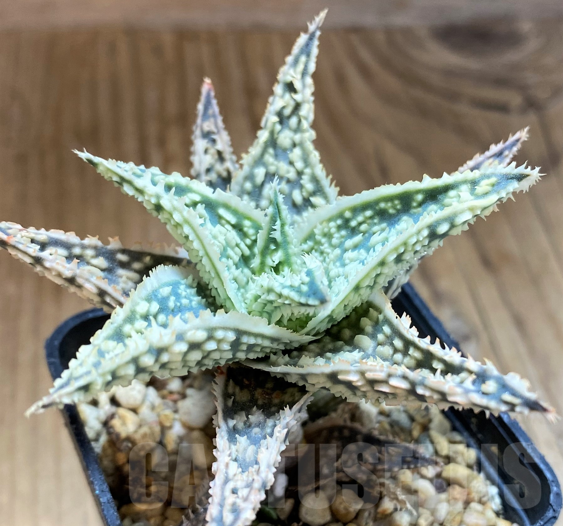 SH10278 Aloe TCT hybrid