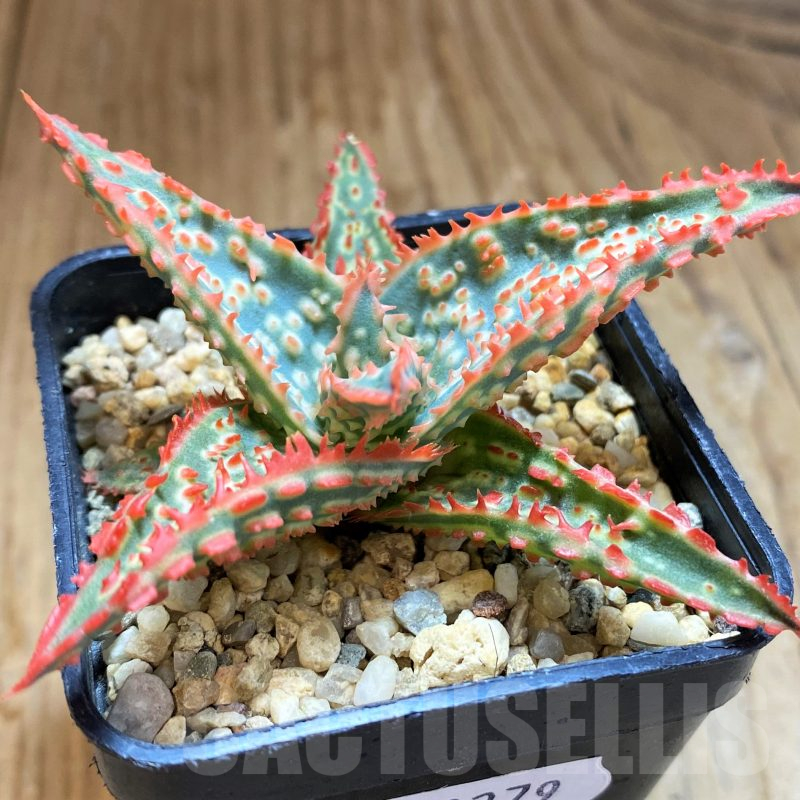 SH10279 Aloe TCT hybrid