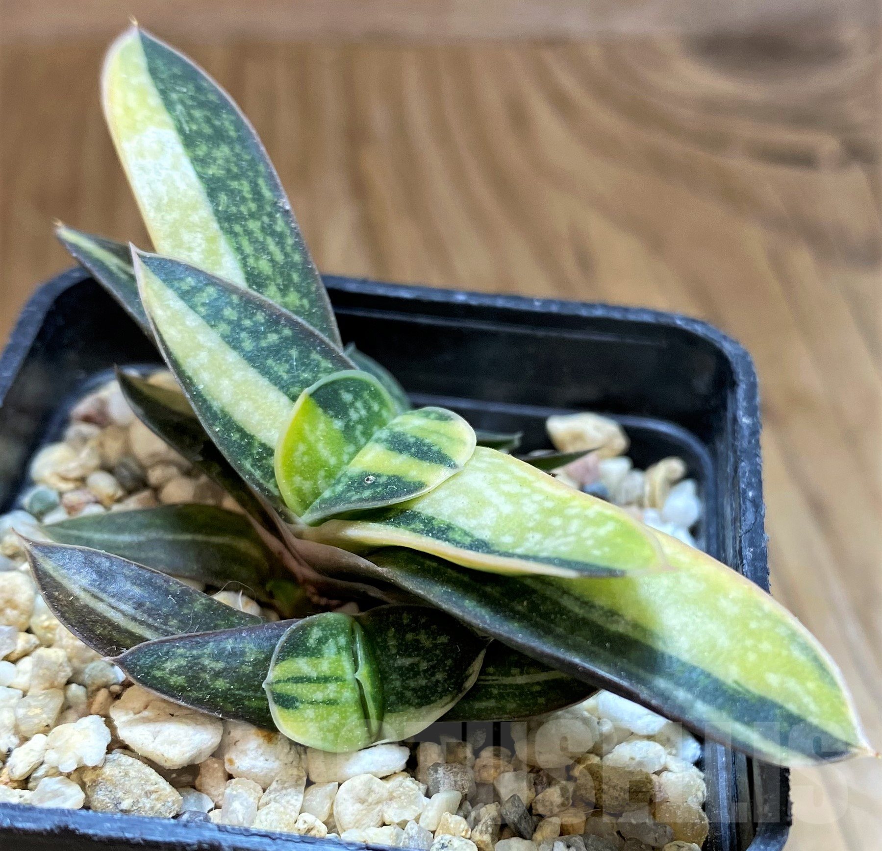 SH10282 Gasteria minima f. variegata - Image 2