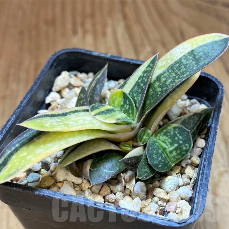 SH10282 Gasteria minima f. variegata
