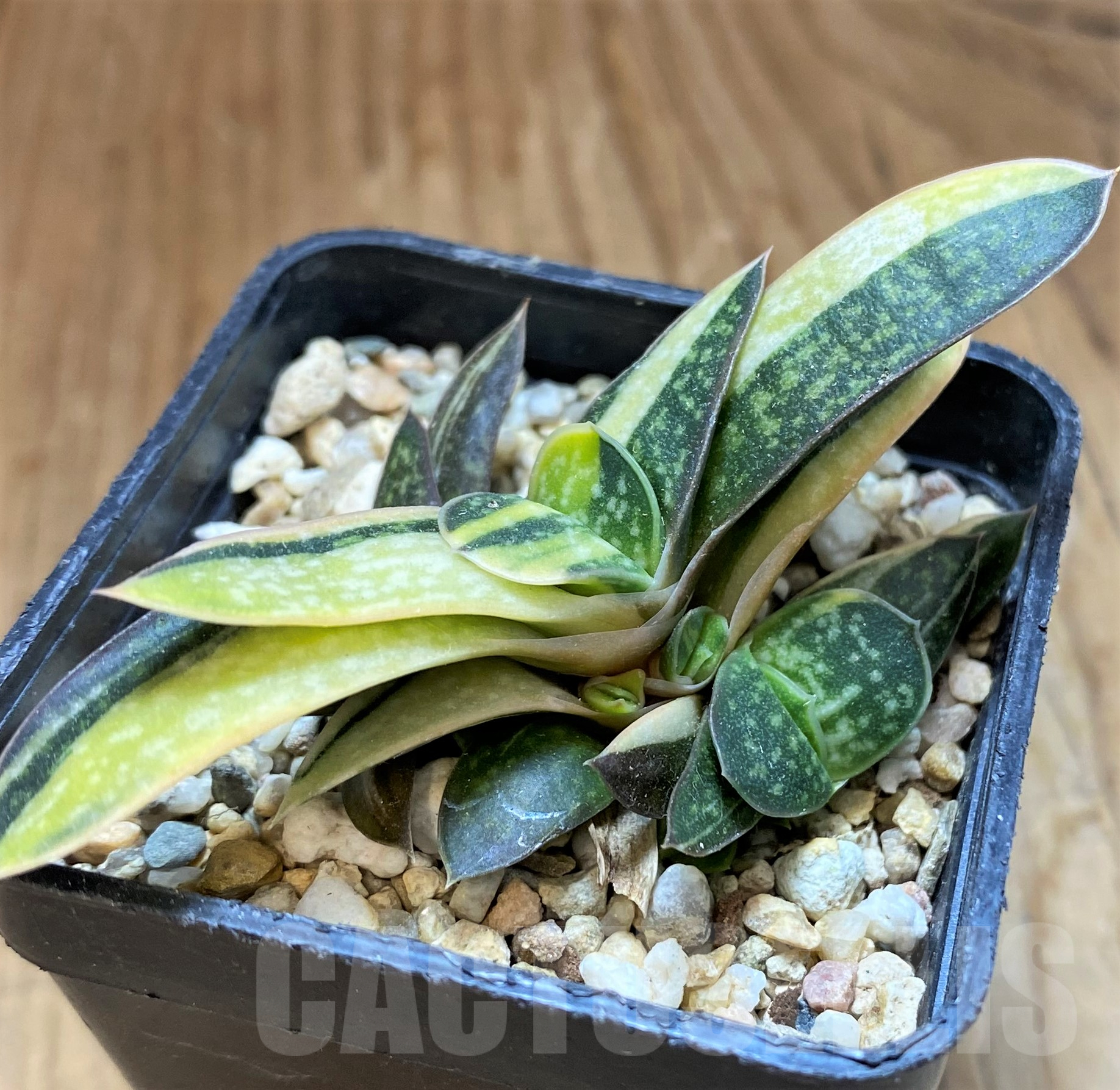 SH10282 Gasteria minima f. variegata