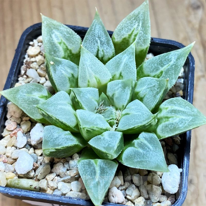 SH10283 Haworthia 'Love Heart'