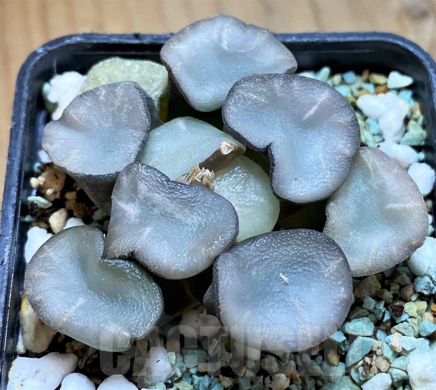 SH10288 Haworthia maughanii ‘Magic Mirror Vientiane’ – Bild 2