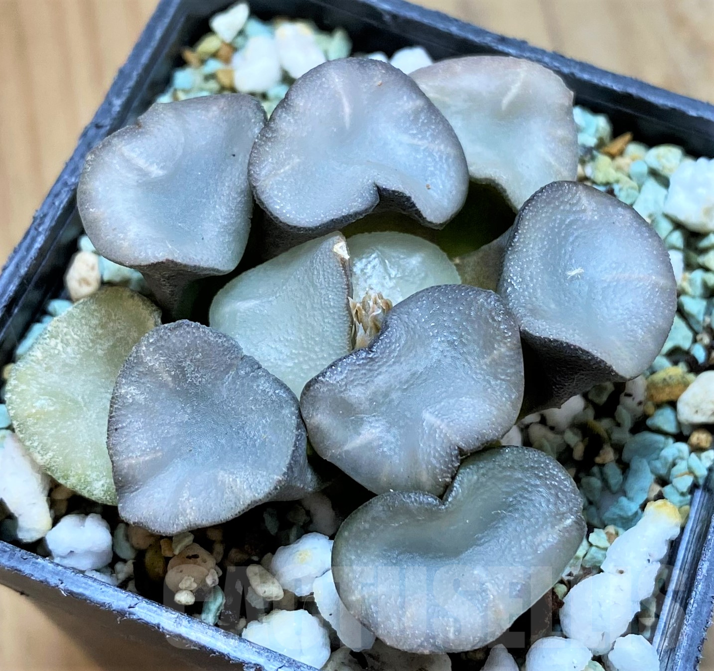 SH10288 Haworthia maughanii ‘Magic Mirror Vientiane’