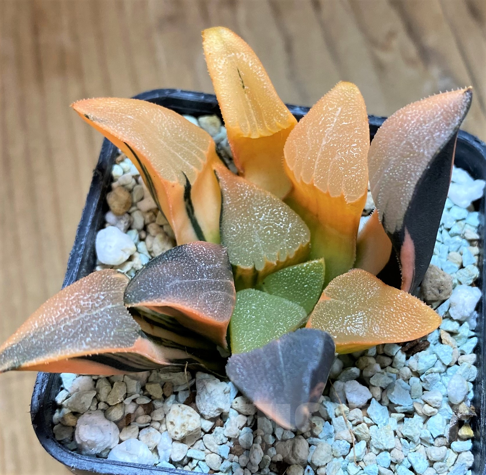 SH10289 Haworthia bayeri f. variegata