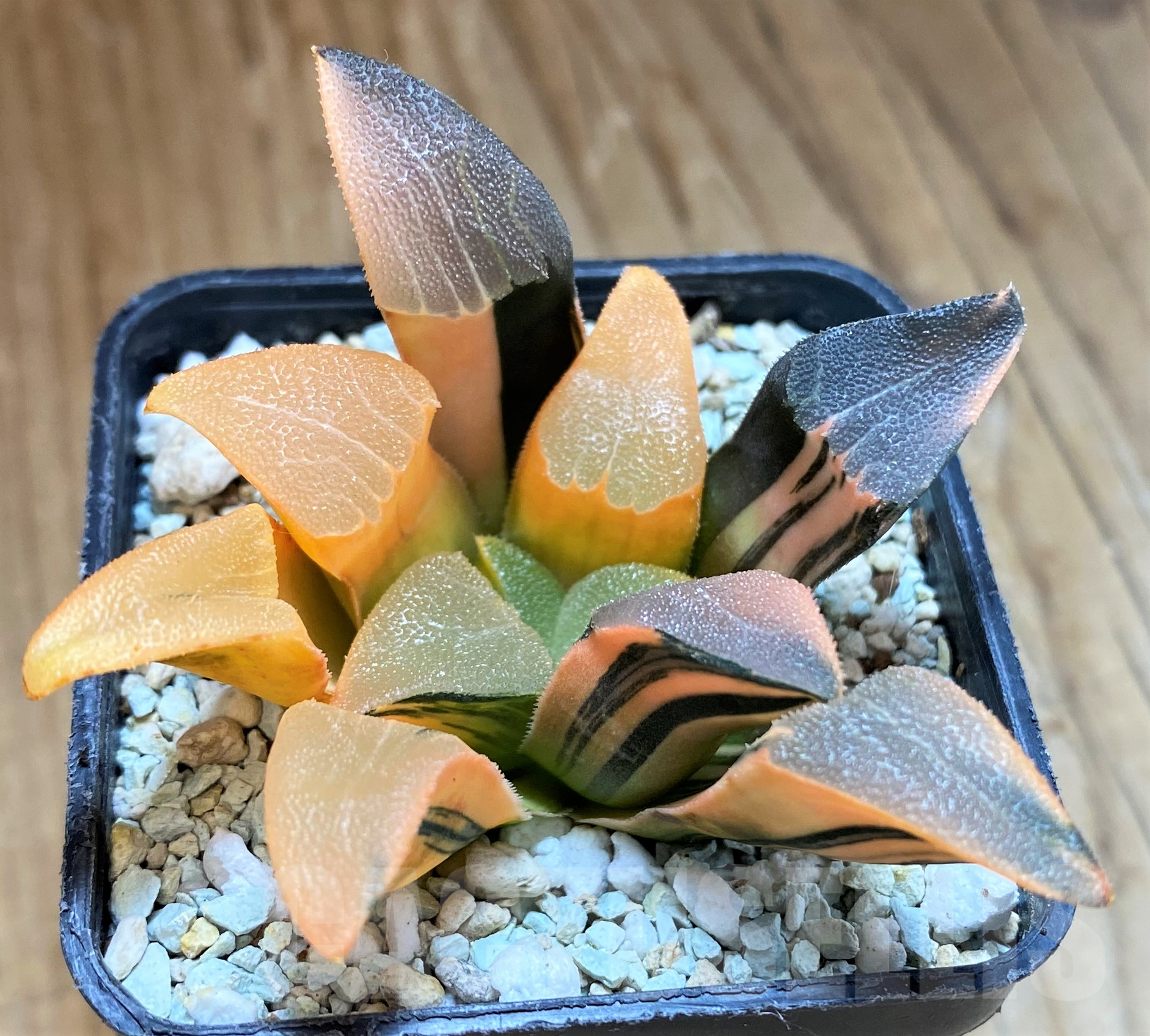 SH10289 Haworthia bayeri f. variegata – Bild 2