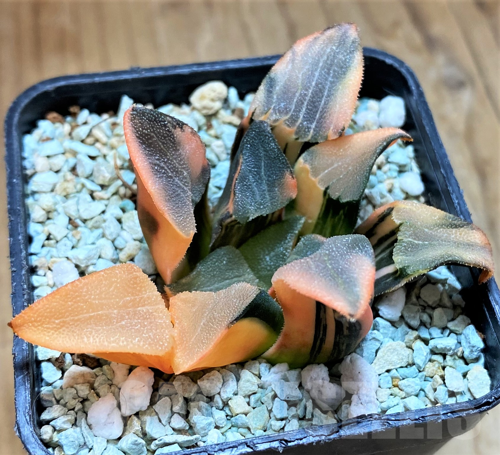 SH10290 Haworthia bayeri f. variegata – Bild 2