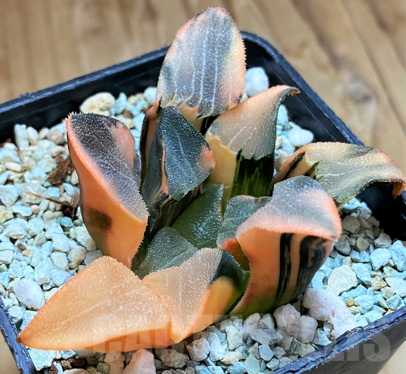 SH10290 Haworthia bayeri f. variegata