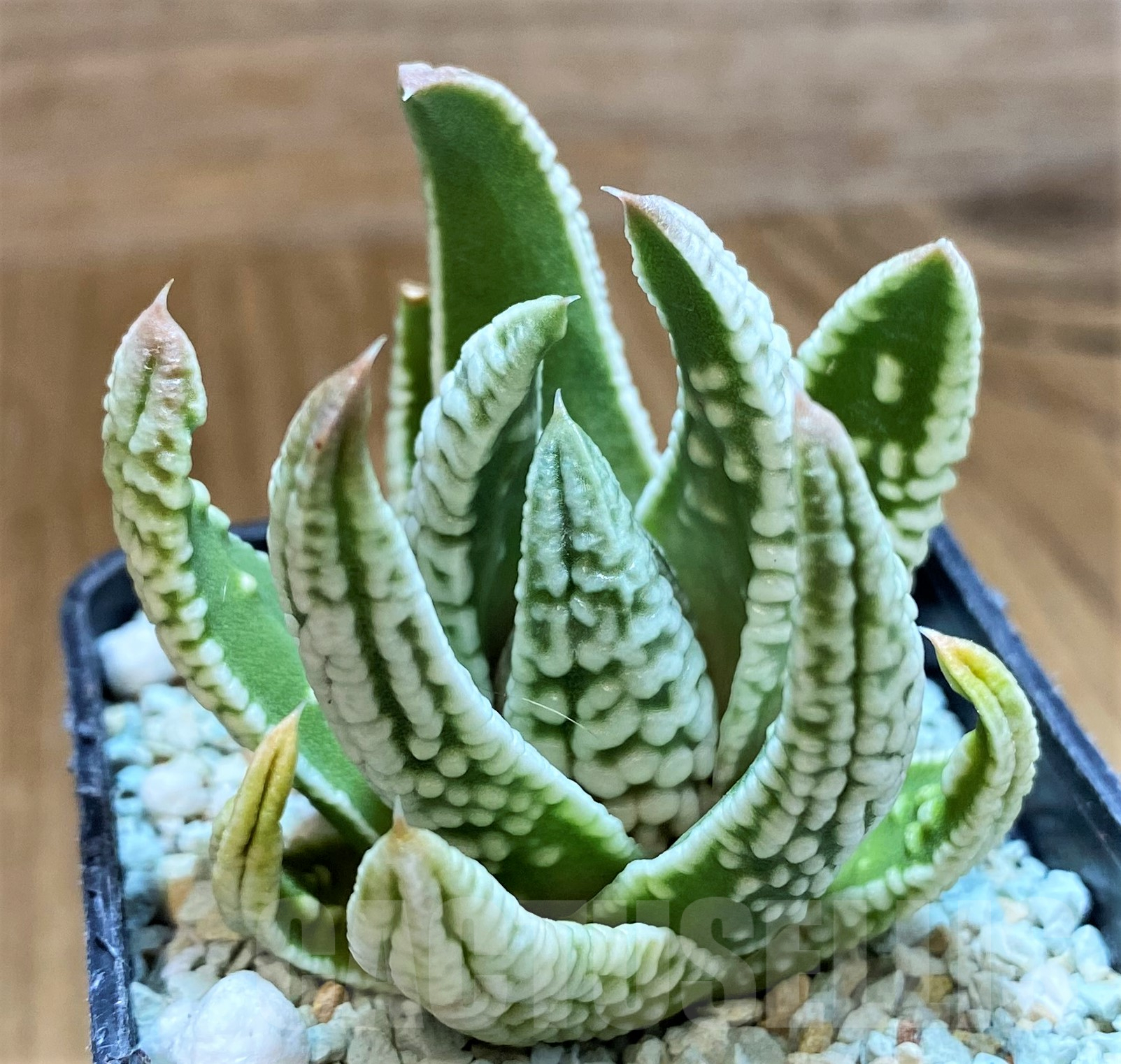 SH10291 Haworthia pumila ‘Emperor’