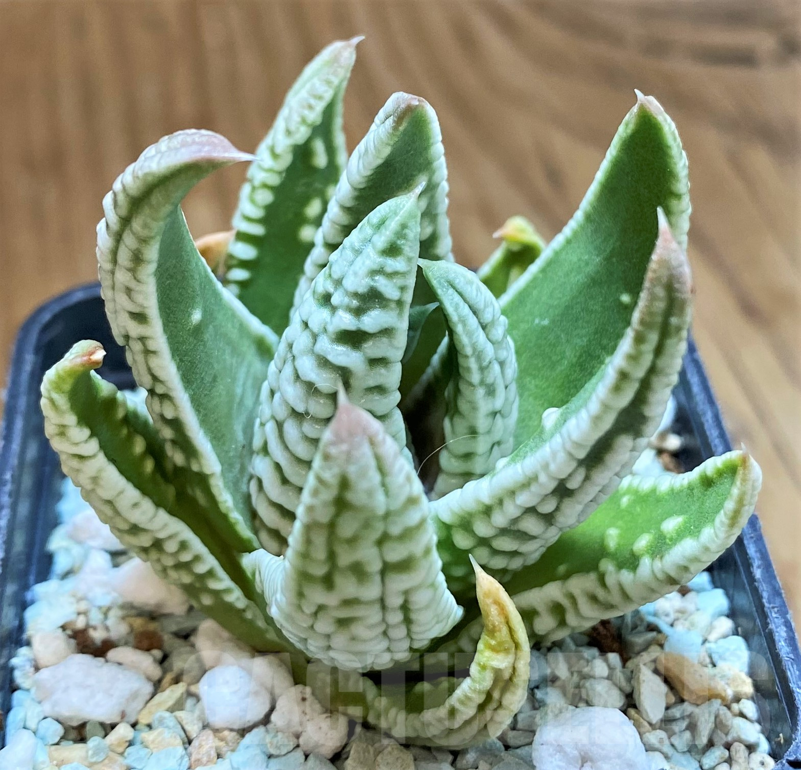 SH10291 Haworthia pumila ‘Emperor’ - Image 2